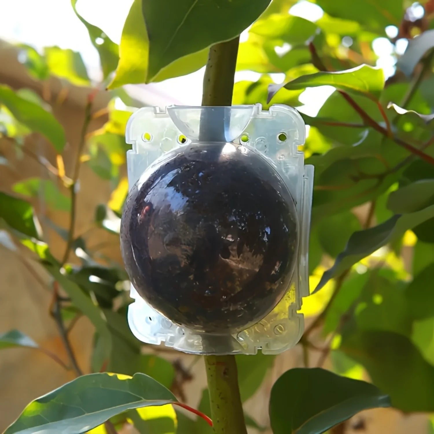 Plant Rooting Ball Grafting Rooting Box Breeding Case High