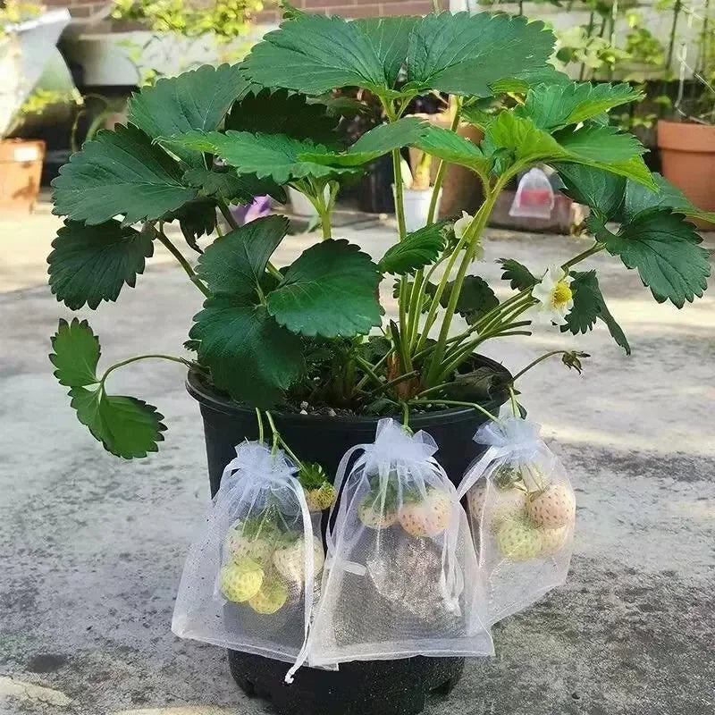 Fruit Protection Bags Anti-Bird Garden Netting