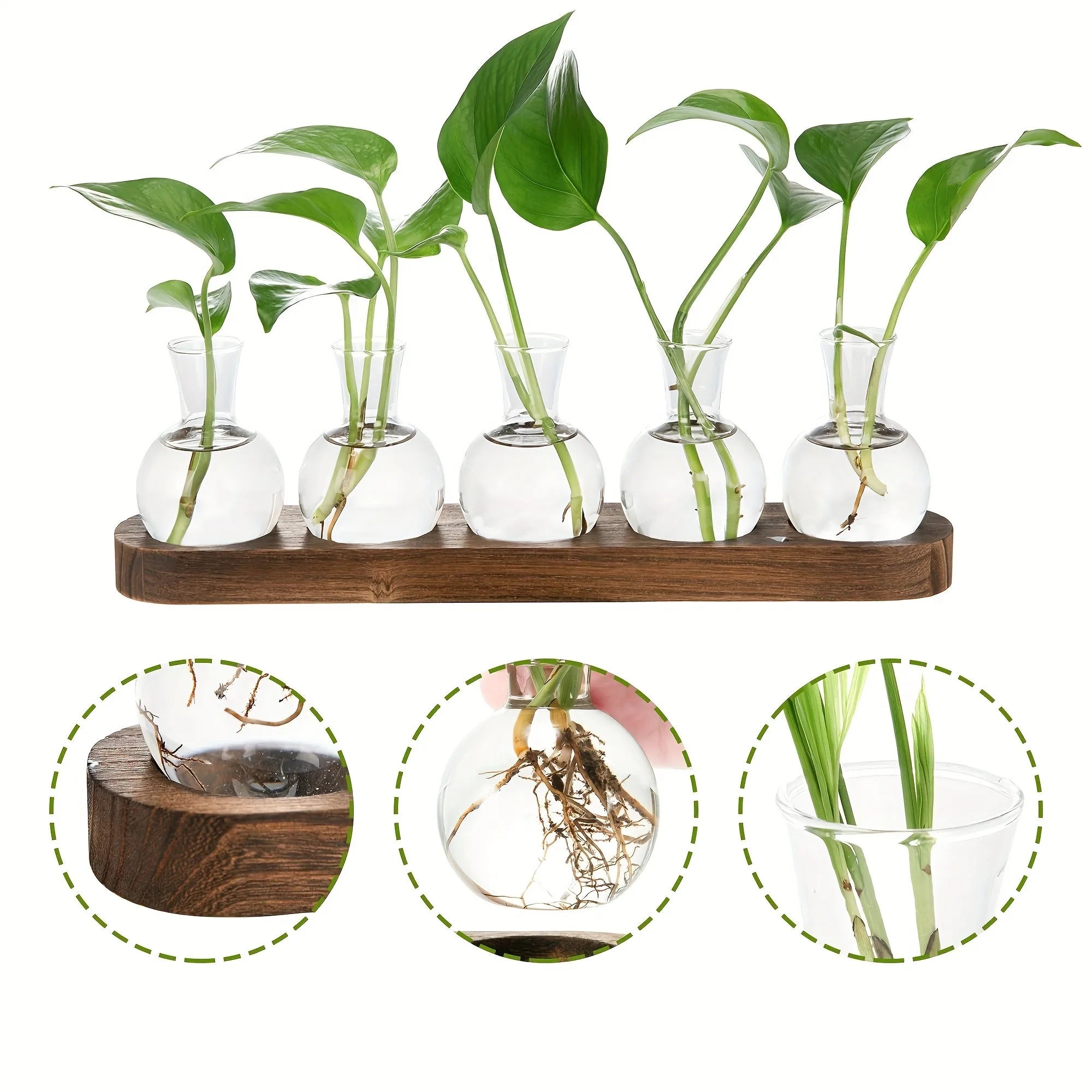 Hydroponic Vase for Indoor Propagation Station Decor