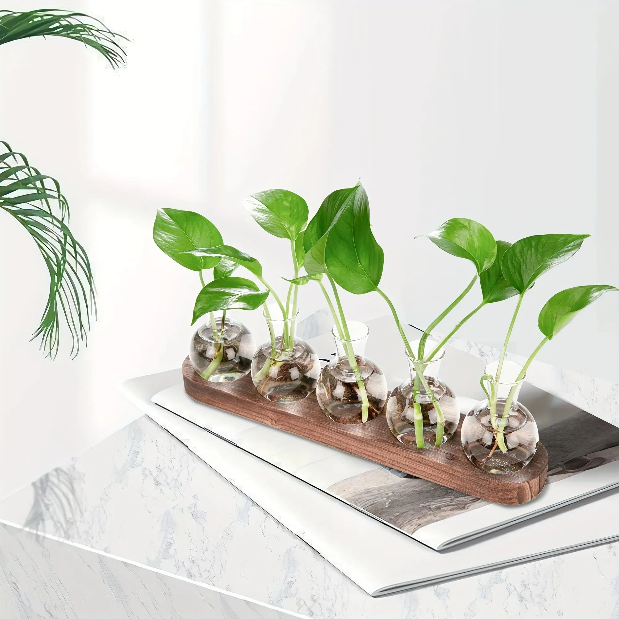 Hydroponic Vase for Indoor Propagation Station Decor